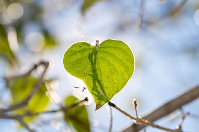 Close-up of green leaves on tree