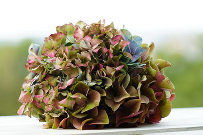 Close-up of multicolored hortensia flowering plant on white table