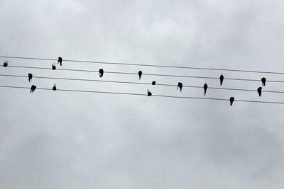 Flock of birds perching on cable