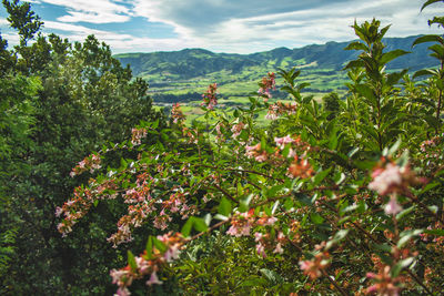 Scenic view of flowering plants against sky