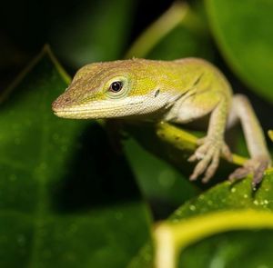 Close-up of lizard