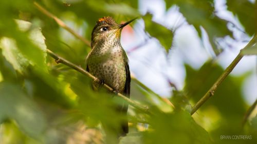 Close-up of bird perching on tree