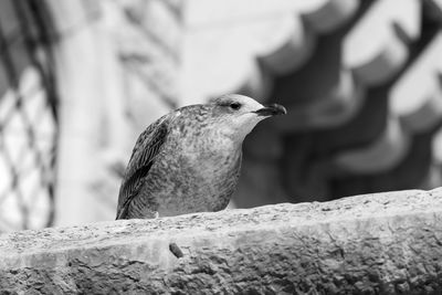 Low angle view of seagull perching on retaining wall