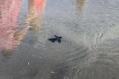 High angle view of insect on wet sand