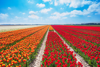 Red tulips on field against sky