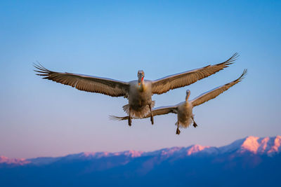 Low angle view of bird flying against sky