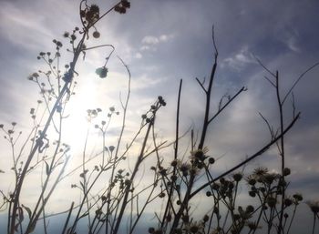 Low angle view of plants against cloudy sky