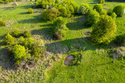 High angle view of plants growing on field