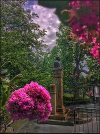 Pink flowers in park