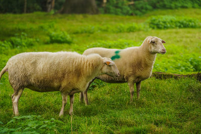 Sheep standing in a field