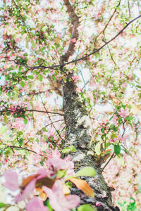 Close-up of fresh pink flowers on tree