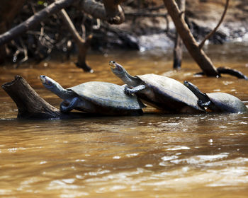 Closeup portrait of yellow-spotted river turtles sitting on log surrounded by water, bolivia.