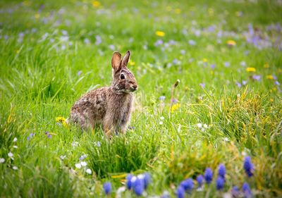 Rabbit sitting in a field