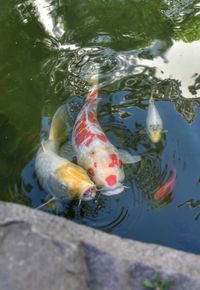 High angle view of koi carps swimming in pond