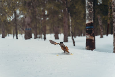 Bird running on snow covered tree