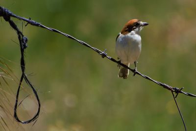 Close-up of bird perching on branch