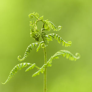 Close-up of insect on plant