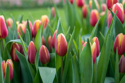 Close-up of red tulips