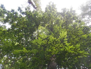 Low angle view of trees