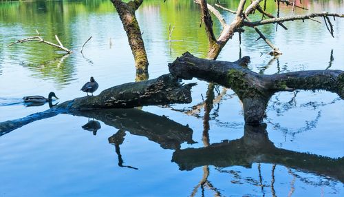 Bird on a lake