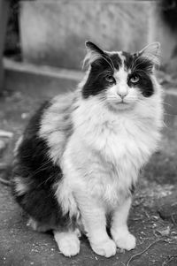 Portrait of cat sitting outdoors