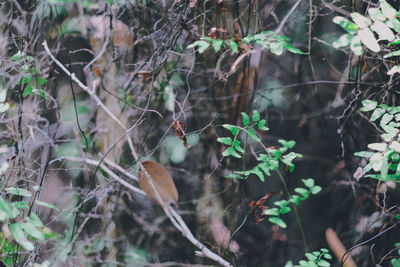 Plants growing in forest