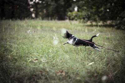Tiny chihuahua mid air run across green grass park with harness