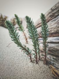 Close-up of crops growing on sand against sky