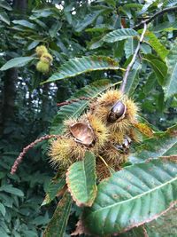 Close-up of caterpillar on tree