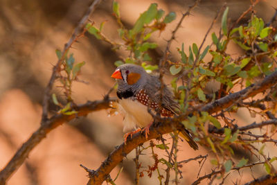 Bird perching on a branch