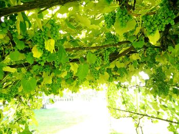 Trees growing in sunlight