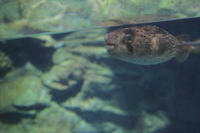 Fish swimming in sea