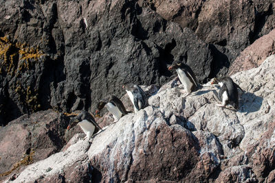 View of birds on rock