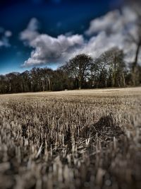 Surface level of crops on field against sky