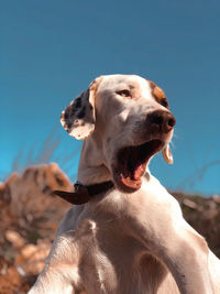 Close-up of dog looking away against sky