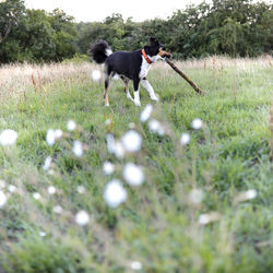 Dog running on field