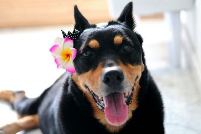 Portrait of australian kelpie with flower headband