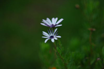 Close-up of purple flowering plant