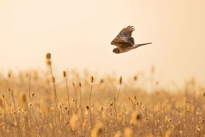 Flock of birds flying over the field