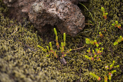 Close-up of lichen on rock