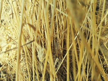 Full frame shot of wheat field