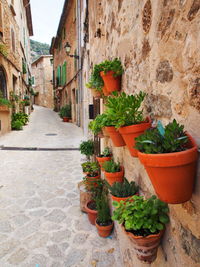 Potted plants