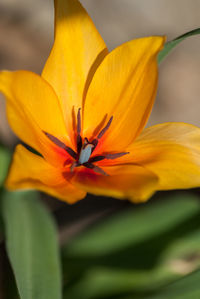 Close-up of yellow lily blooming outdoors