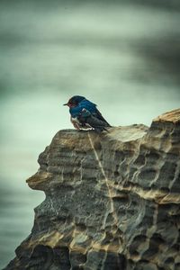 Close-up of bird perching on rock