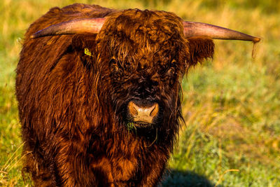 Close-up of cow on field