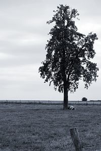 Scenic view of trees against sky