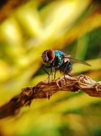 Close-up of fly on leaf