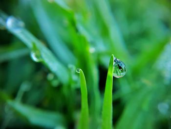 Close-up of raindrops on leaf