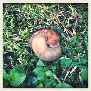 Close-up of snail on leaf