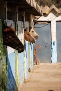 Photo of horses standing in a corral in a stable